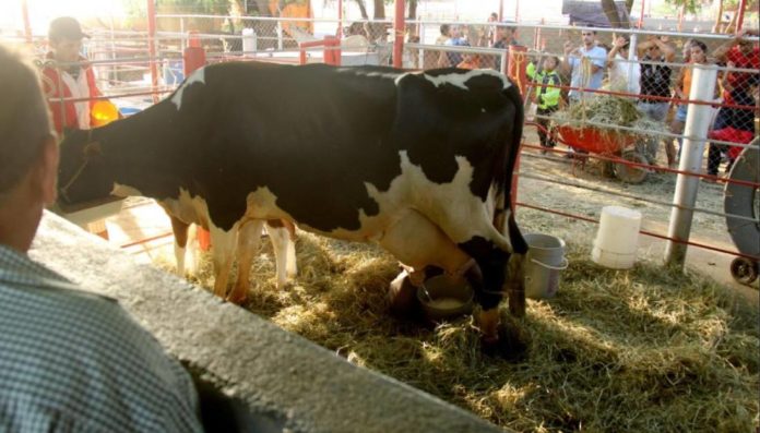 productores-leche-dabajuro